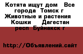 Котята ищут дом - Все города, Томск г. Животные и растения » Кошки   . Дагестан респ.,Буйнакск г.